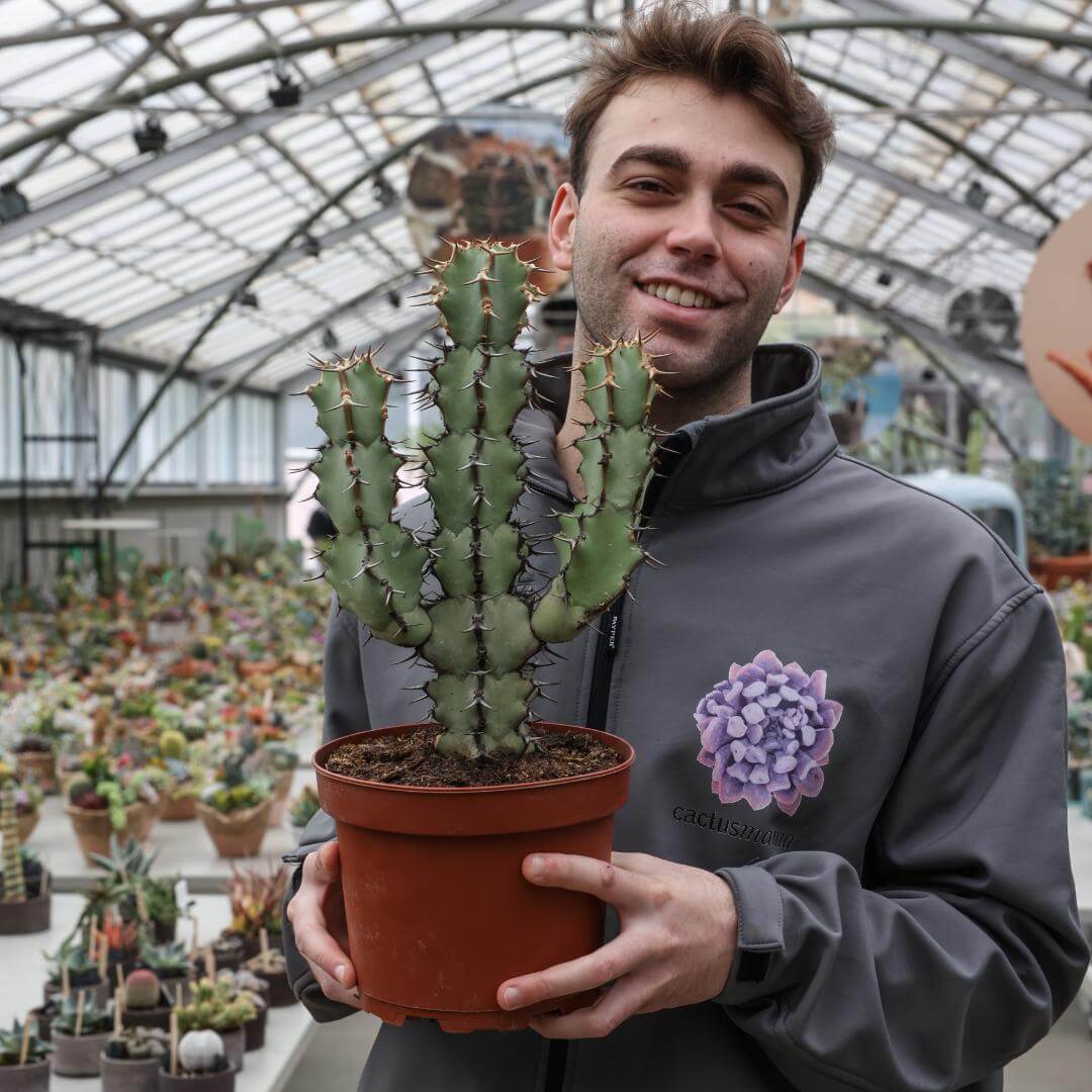 Euphorbia caerulescens Ø 20