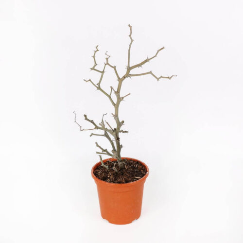 Decarya madagascariensis Ø 17