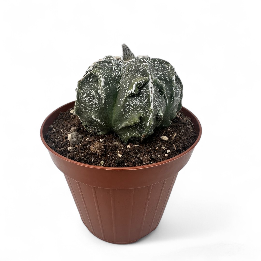 Astrophytum myriostigma Fukuryu Ø 12
