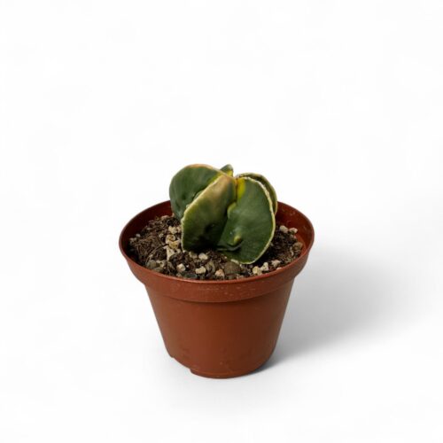 Astrophytum myriostigma Fukuryu variegato nudum Ø 10,5