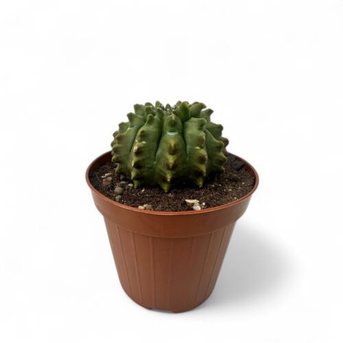 Gymnocalycium mihanovichii inermis mostruoso Ø 12