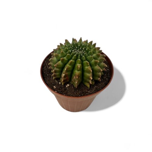 Gymnocalycium mihanovichii inermis mostruoso Ø 12