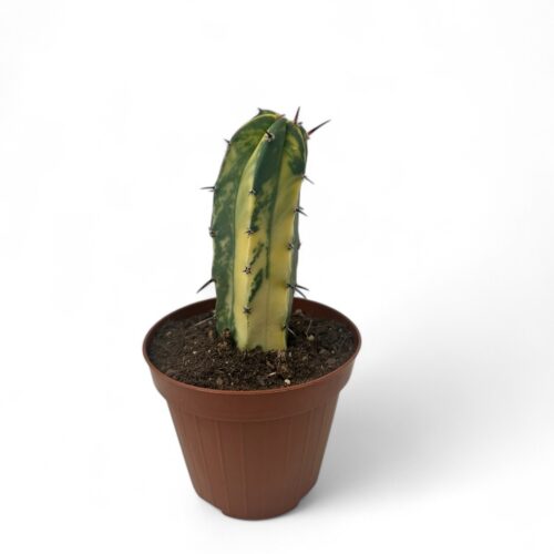 Myrtillocactus geometrizans variegato Ø 12