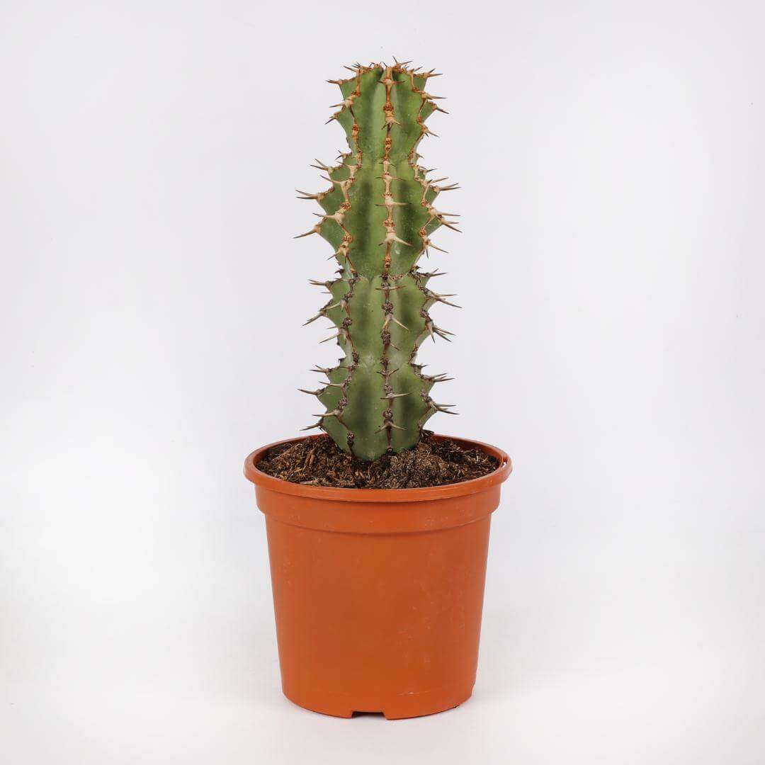 Euphorbia caerulescens Ø 17