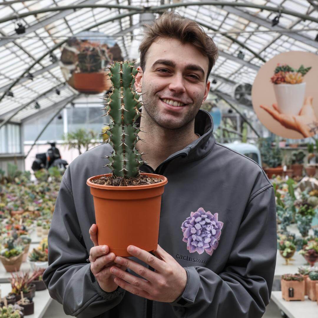 Euphorbia caerulescens Ø 17