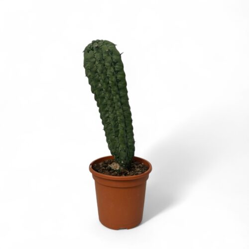 Myrtillocactus glorp Ø 17