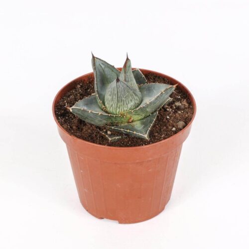 Agave pumila Ø 12