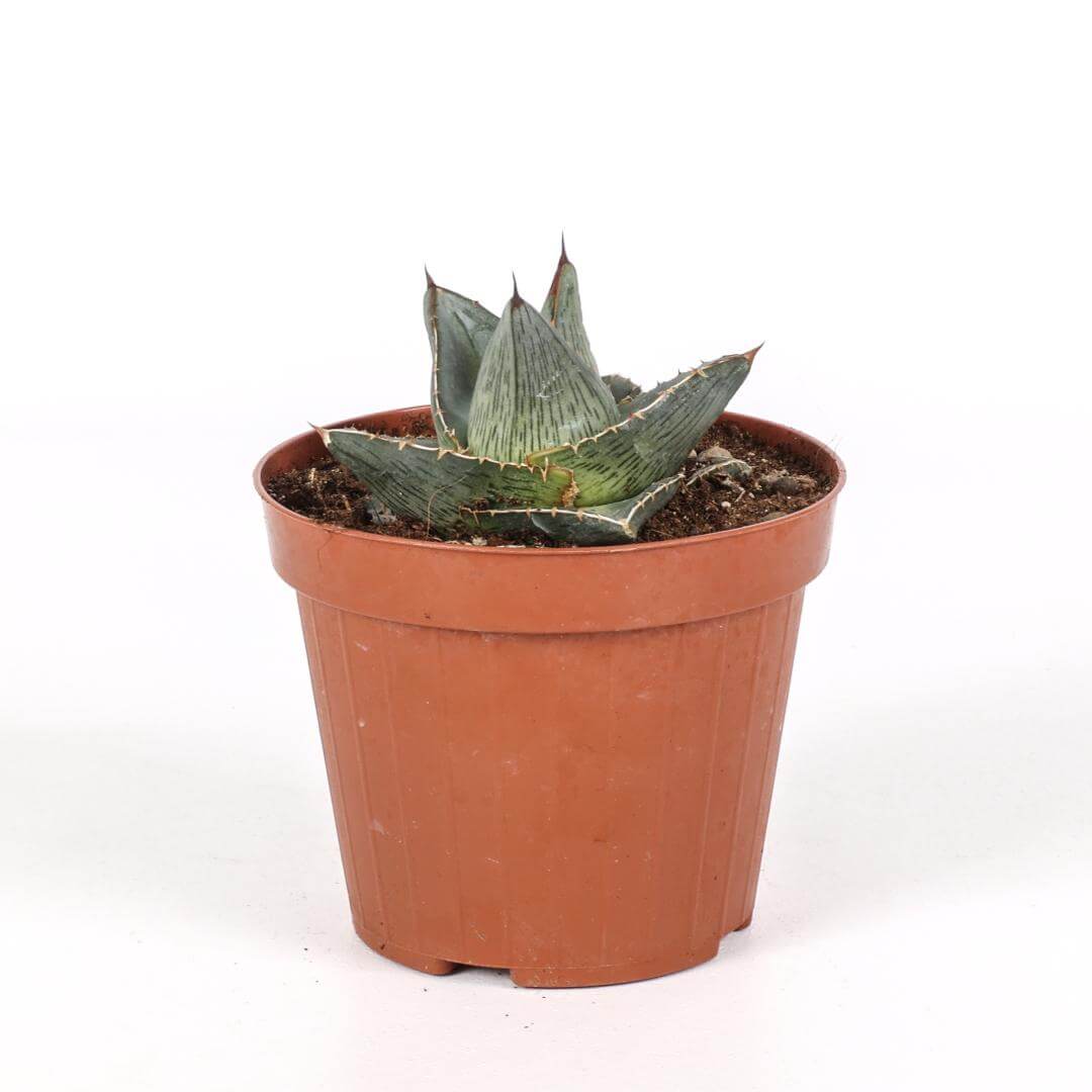 Agave pumila Ø 12