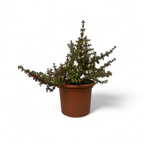 Portulacaria afra mediopicta Ø 25