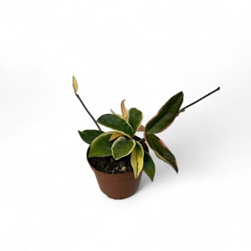 Hoya carnosa variegata Ø 10,5