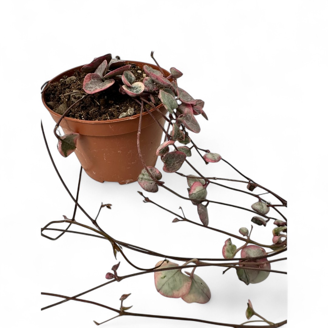 Ceropegia woodii variegata Ø 10,5