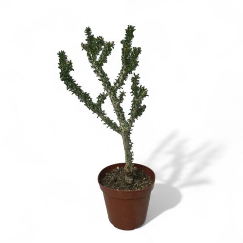 Portulacaria namaquensis Ø 14