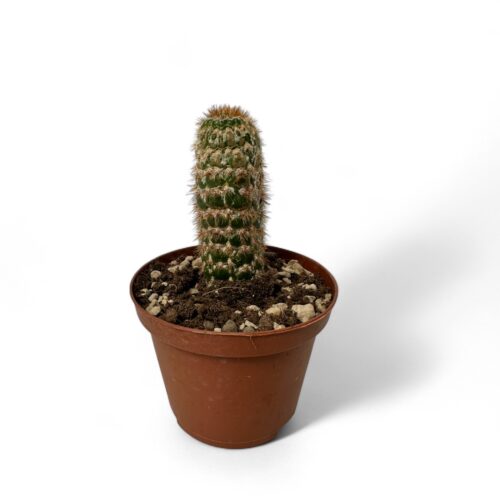 Cleistocactus jujuyensis mostruoso Ø 10,5