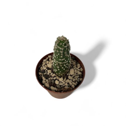 Trichocereus spachianus mostruoso Ø 10,5