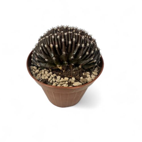 Echinopsis chocolate Ø 12