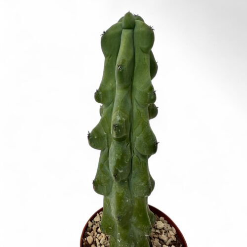 Myrtillocactus geometrizans Fukurokuryuzinboku Ø 12