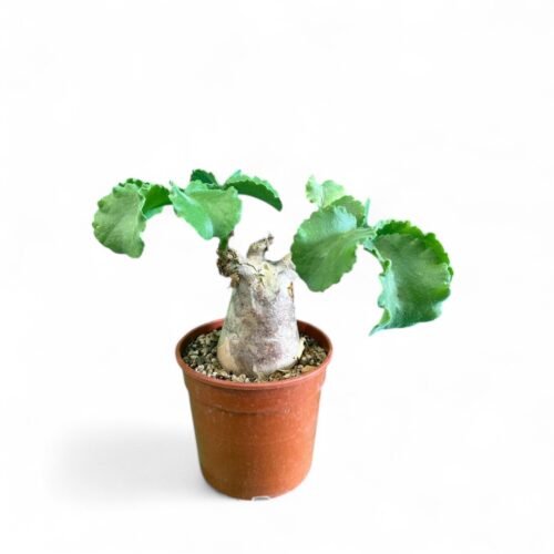 Cyphostemma uter Ø 17 cm