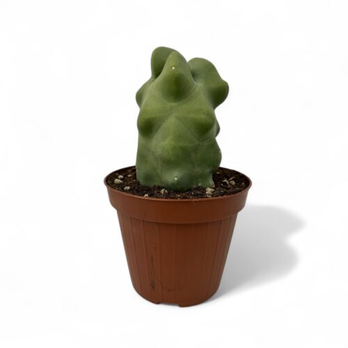 Lophocereus schotti mostruoso Ø 12