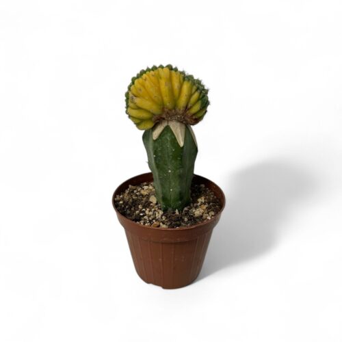 Trichocereus pachanoi crestato variegato Ø 12