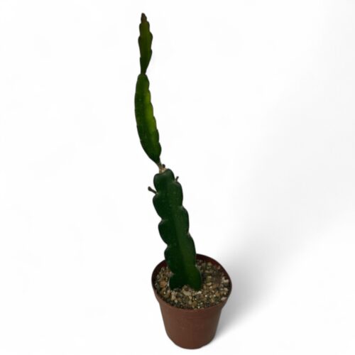 Hylocereus undatus (Selenicereus undatus) Ø 15 cm