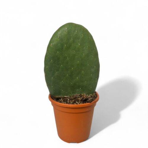 Opuntia titania Ø 17