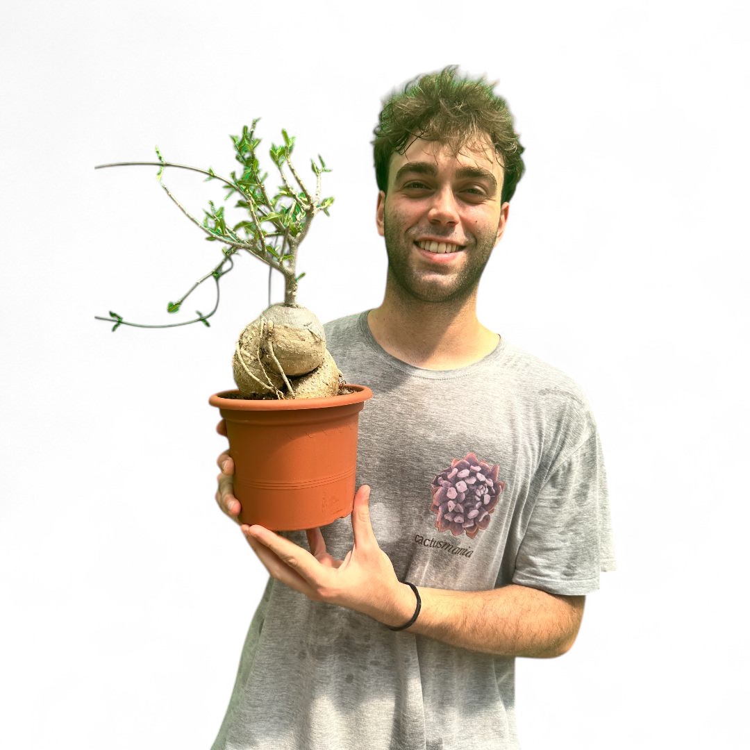 Fockea edulis Ø 16 cm