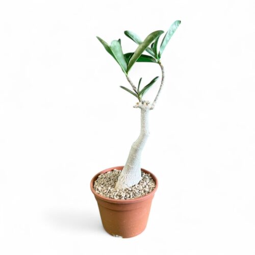 Adenium obesum Ø 16 cm