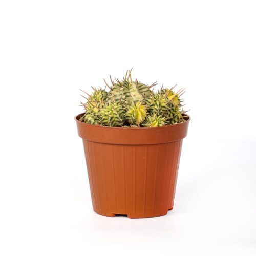 Euphorbia meloformis variegata Ø 12 cm