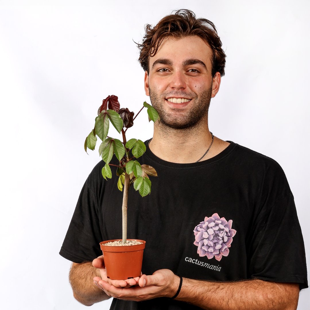 Jatropha gossypiifolia Ø 12 cm