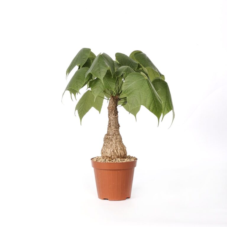 Sterculia colorata Ø 12 cm