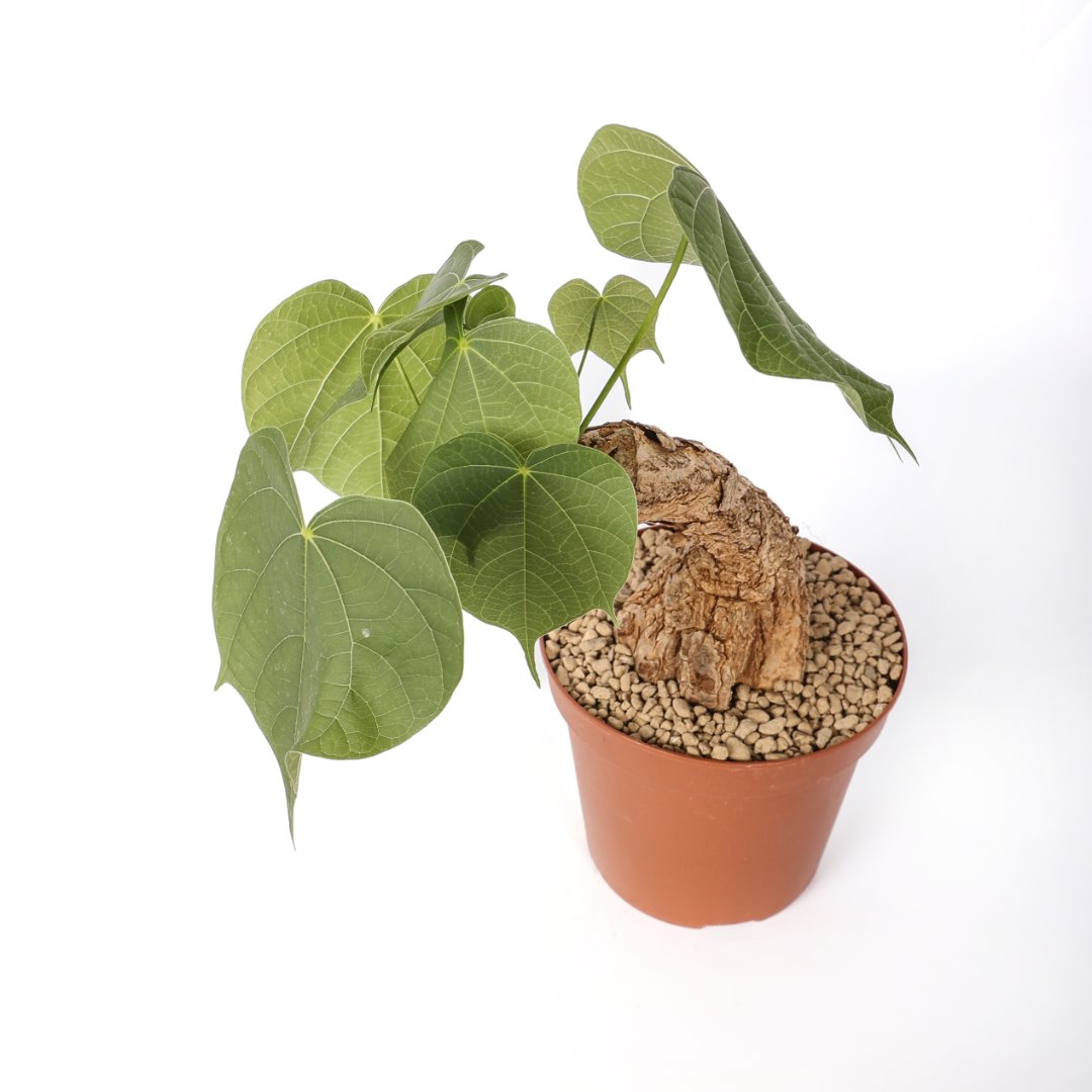 Sterculia colorata Ø 14 cm