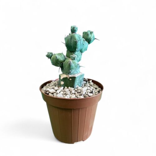 Myrtillocactus geometrizans 'Stacker' Ø 12 cm