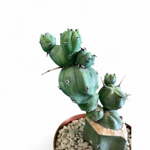 Myrtillocactus geometrizans 'Stacker' Ø 12 cm