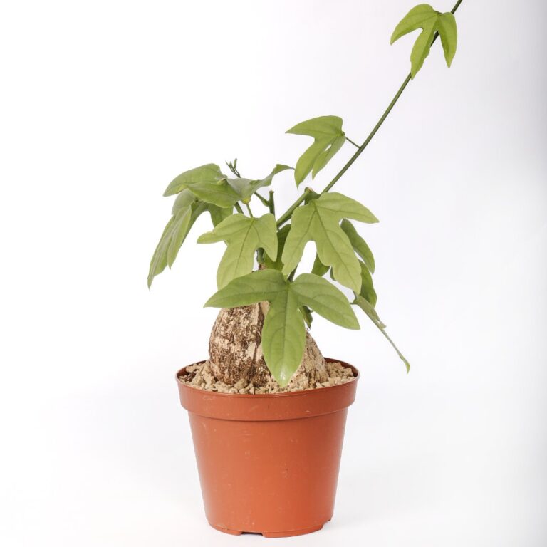 Adenia viridiflora Ø 14 cm