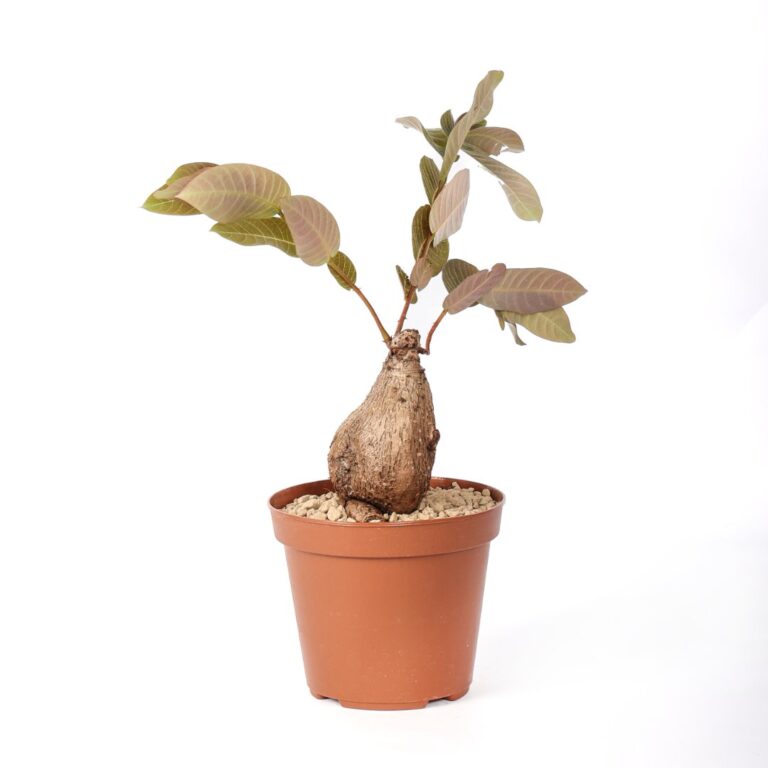 Phyllanthus mirabilis Ø 14 cm