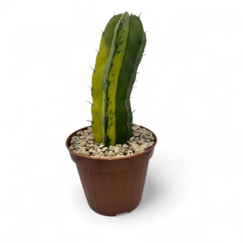 Polaskia chichipe lemon lime Ø 12 cm