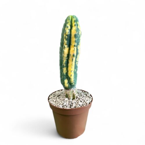 Trichocereus pachanoi variegato Ø 12 cm