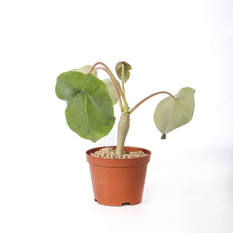 Jatropha podagrica Ø 10,5 cm