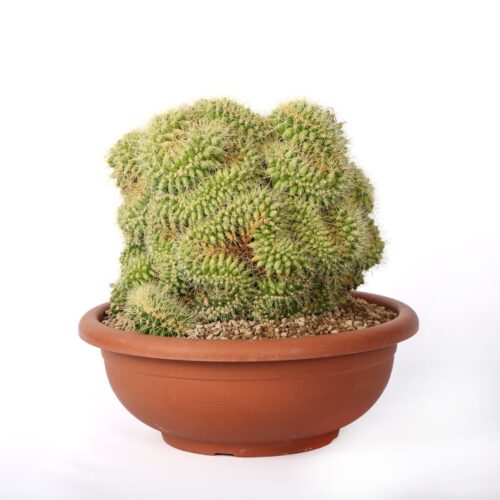 Echinocactus grusonii crestato Ø 35 cm