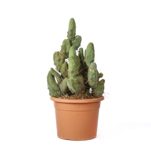 Trichocereus bridgesii Ø 30 cm