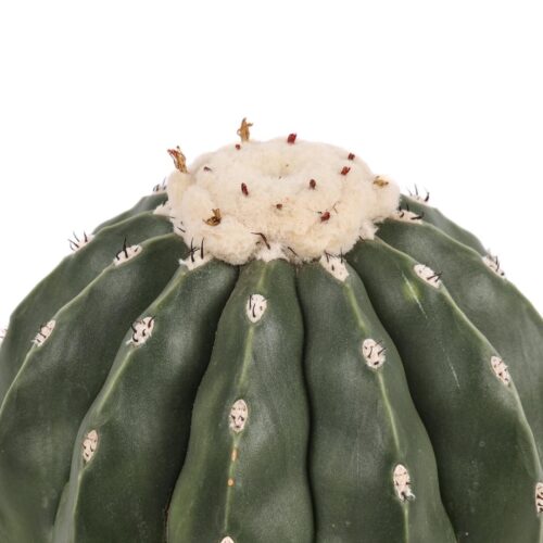 Melocactus maxonii nudum Ø 17