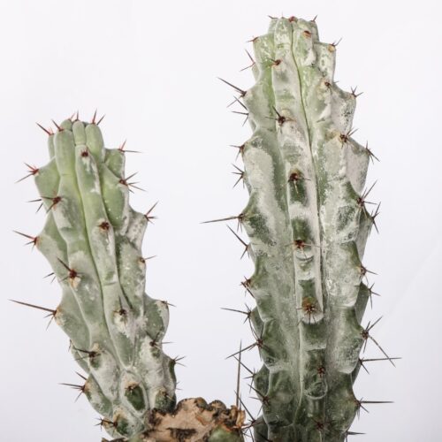 Stenocereus beneckei Ø 20 cm