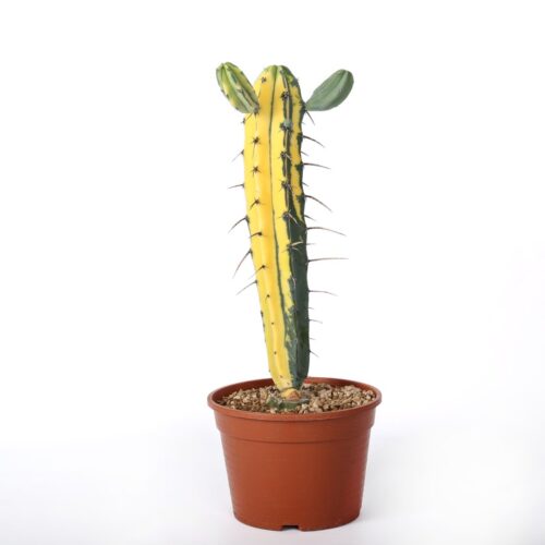 Myrtillocactus geometrizans variegato Ø 20 cm