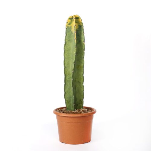 Cereus hildemannianus variegato 'Bruno' Ø 20 cm