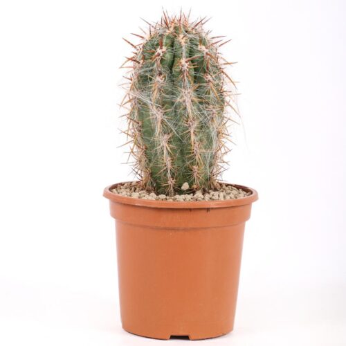 Oreocereus trollii Ø 17