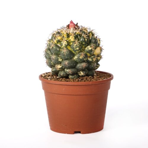Coryphantha elephantidens variegata Ø 18 cm