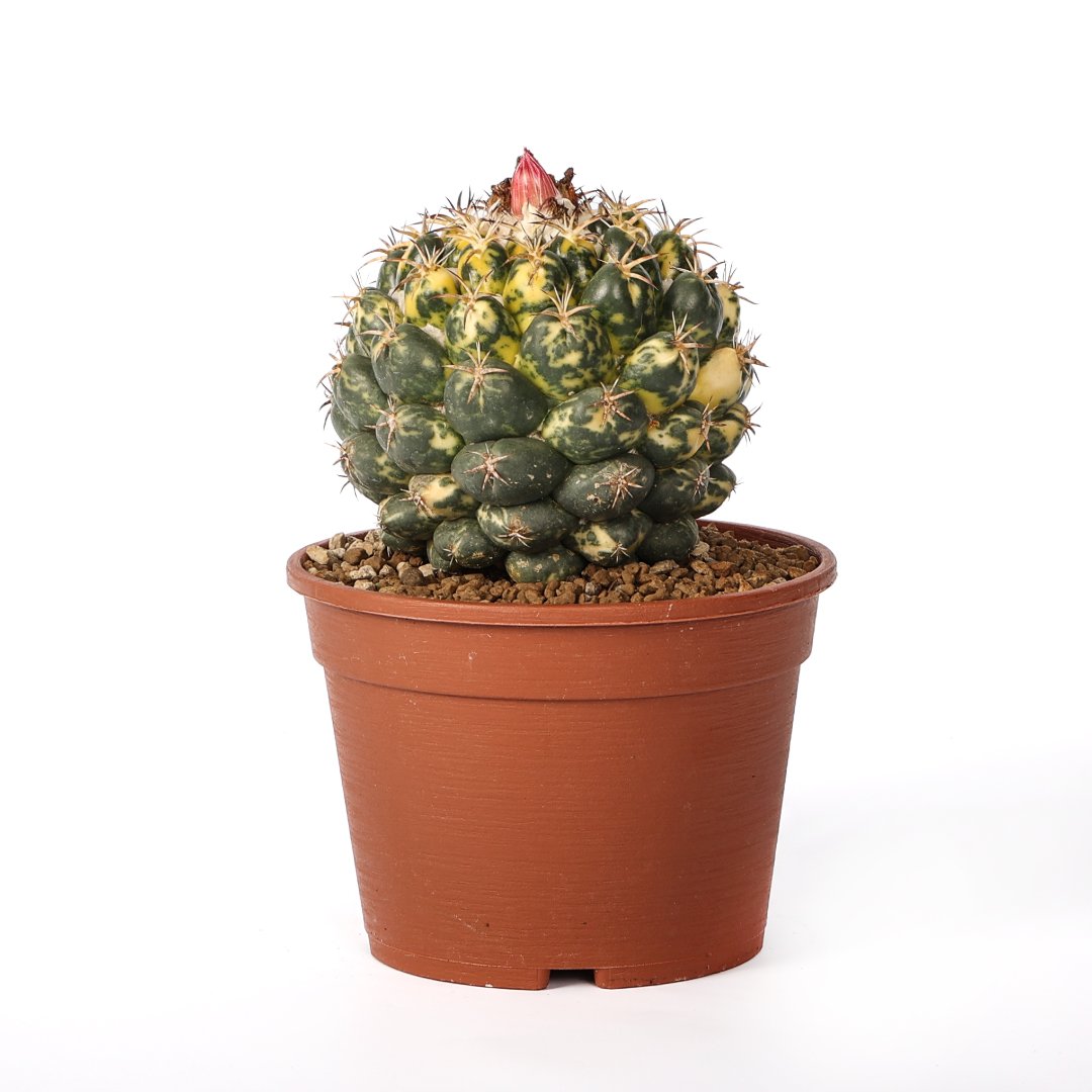 Coryphantha elephantidens variegata Ø 18 cm