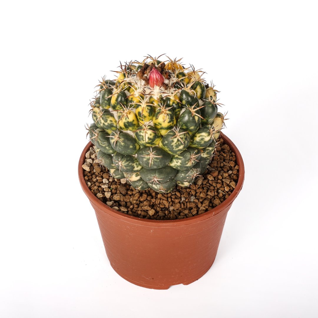 Coryphantha elephantidens variegata Ø 18 cm