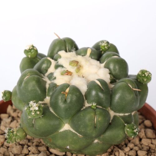 Coryphantha elephantidens cv. Tanshi Zougemaru inermis Ø 18 cm