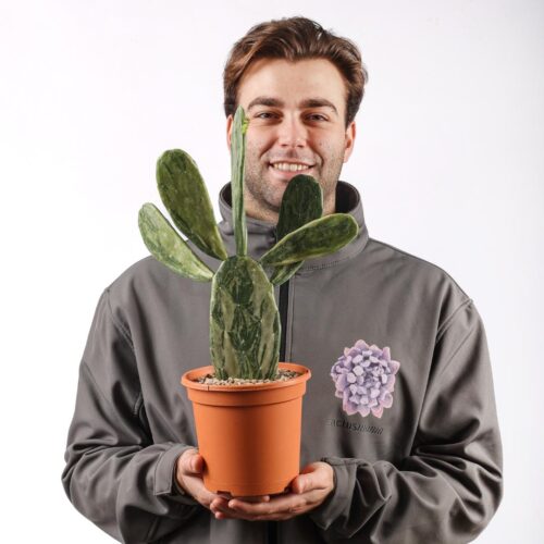 Opuntia cochenillifera variegata Ø 17